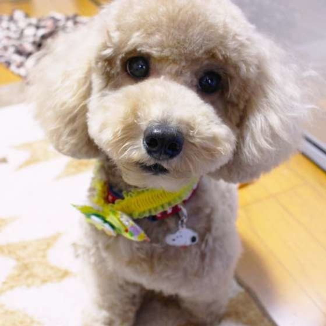 トイ プードルのテディベアカットをプロが徹底解説 画像 動画つき いぬのきもちweb Magazine トイ プードルのテディベアカットをプロが徹底解説 画像 動画つき いぬのきもちweb Magazine