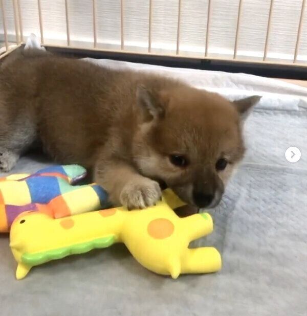 お迎えしたばかりの頃のむぎちゃん