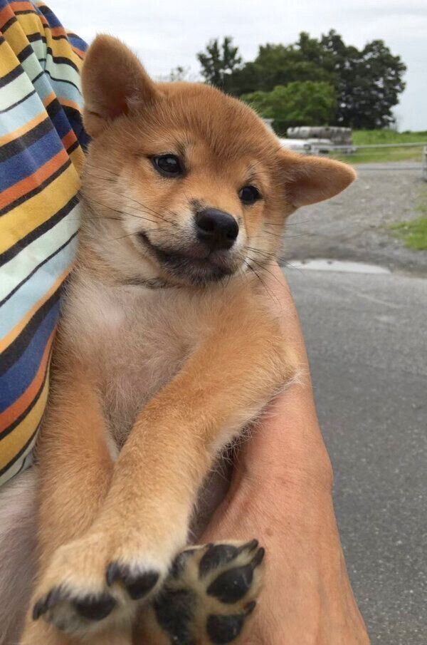 子犬時代のエマちゃん