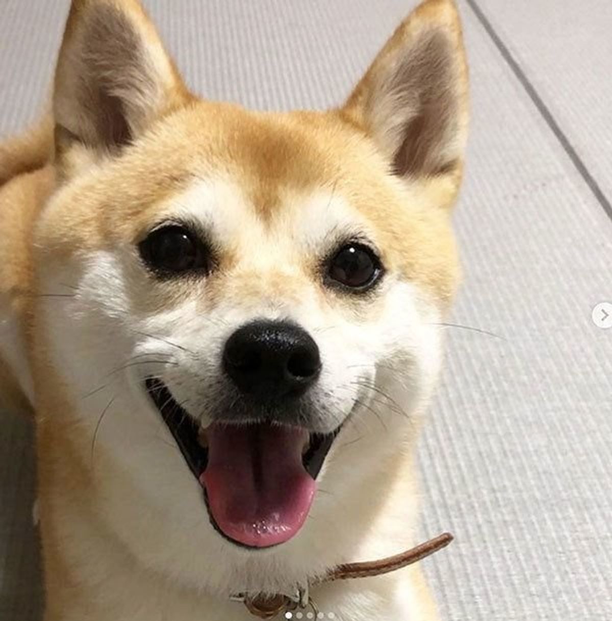 ブサ というよりホラー 柴犬が見せた破壊力抜群の寝顔3連発 いぬのきもちweb Magazine ブサ というよりホラー 柴犬が見せた破壊力抜群の寝顔3連発 いぬのきもちweb Magazine