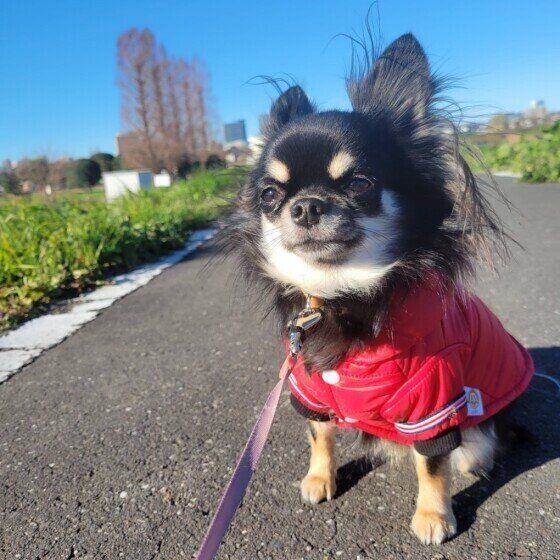 犬の細菌性腸炎の症状とその原因とは？ いぬのきもち