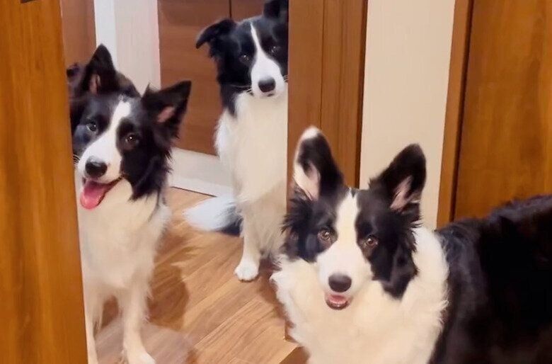 遊んでほしい犬たち