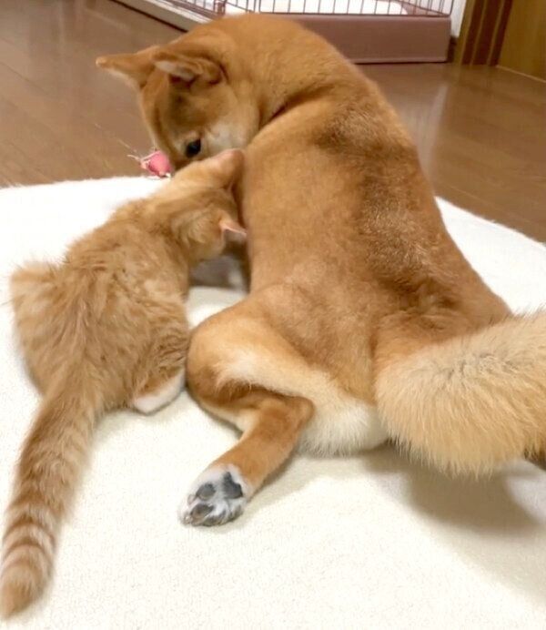 見つめ合うぷくちゃん、りんくん