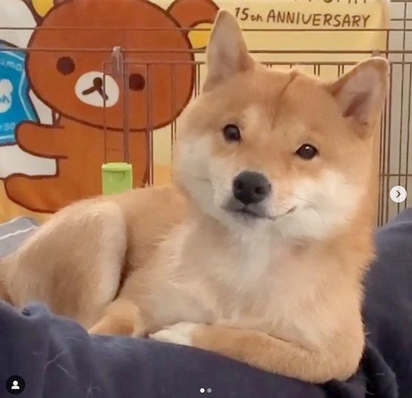 肘をついてくつろぐうにくん