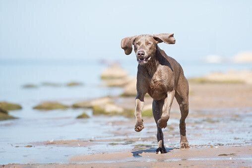 ワイマラナーの特徴 性格 最新価格と飼い方 いぬのきもち 犬図鑑 いぬのきもちweb Magazine