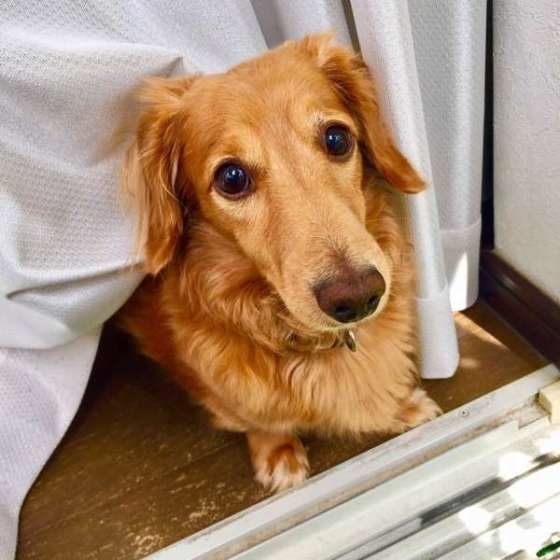 ダックスフンド