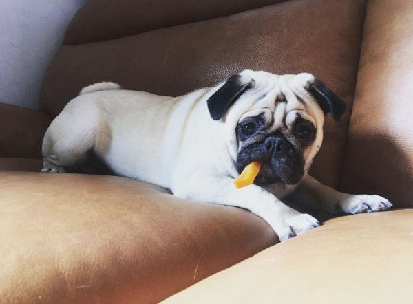 すくすく成長するパグ