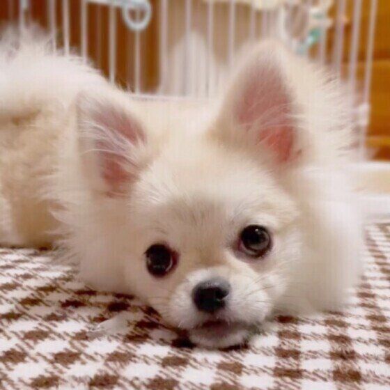 小型犬の虹郎ちゃん