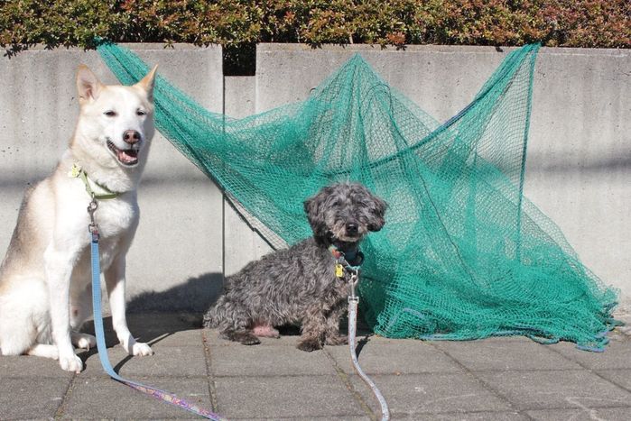 ↑その昔、折り畳まれていたこんなネットに警戒。その時も、数分で慣れましたけどね