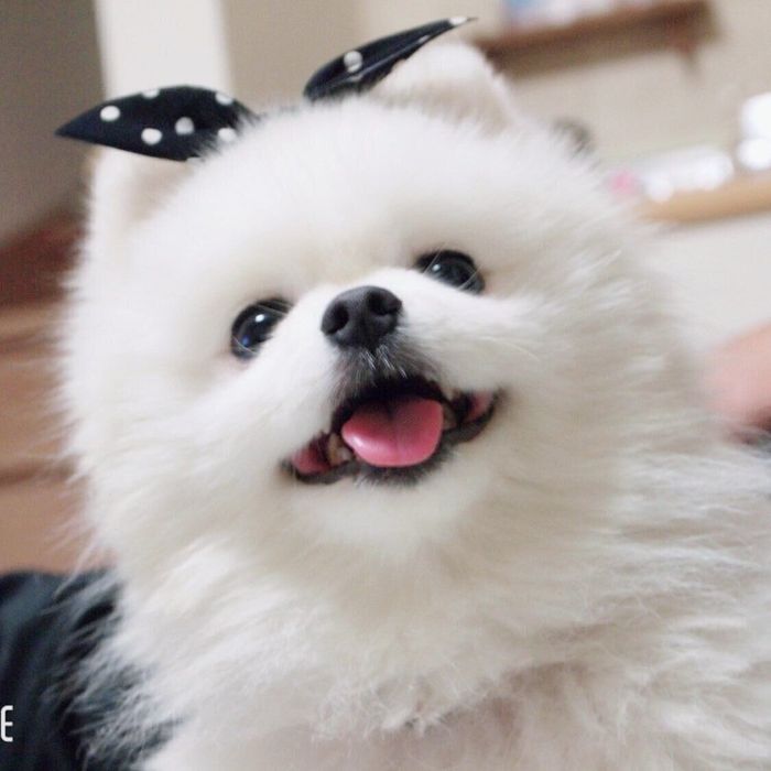 笑顔が可愛いコロンちゃん