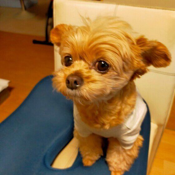 テディくん（MIX）