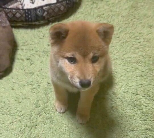 お迎え初日からオスワリを成功させたうめちゃん