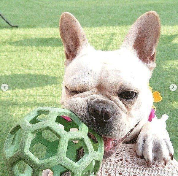 おもちゃで遊ぶイブちゃん