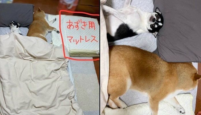 飼い主さんの寝床を奪うあずきちゃん、いくらちゃん