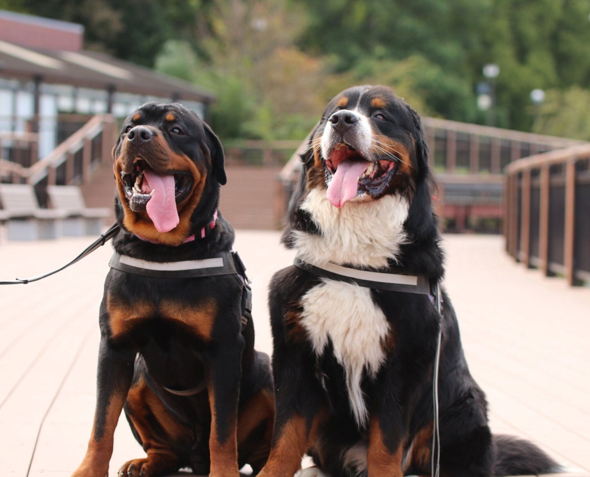 おやつ待ち中のタイカンくん、セドリックくん