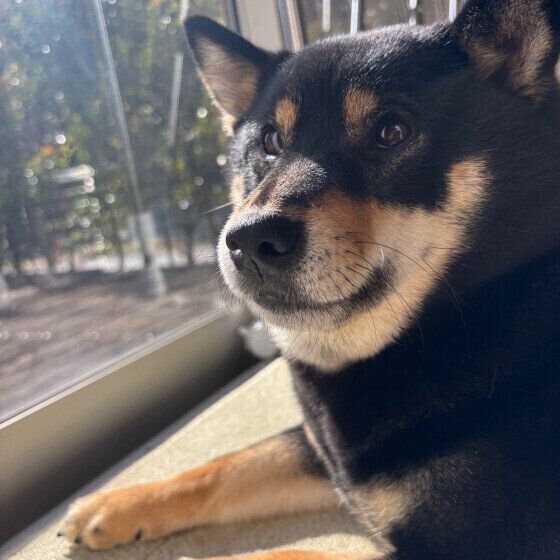 日向ぼっこをする柴犬