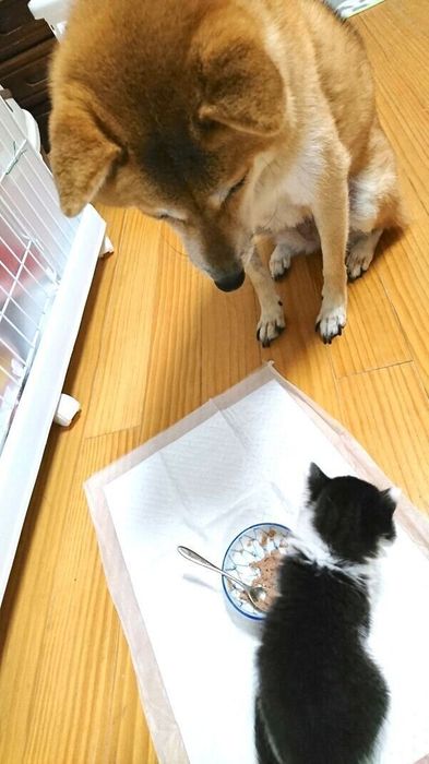 おにぎりくんのごはんタイムを見守るなつさん