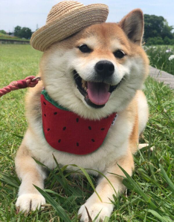 笑顔を見せるハナちゃん