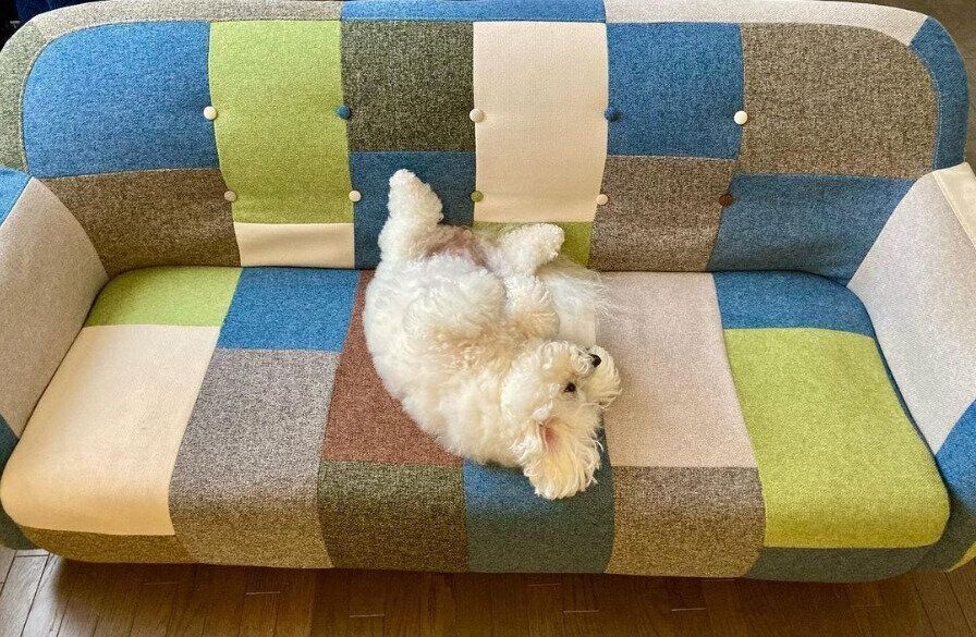 ビション・フリーゼのボンボンちゃん