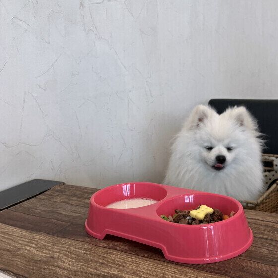 ごはんを待つノエルくん