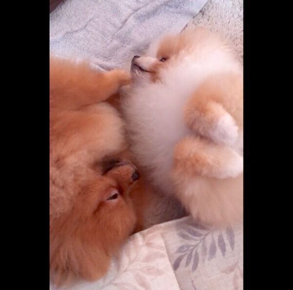 ゴロゴロするポメ二郎くんとポメ三郎くん