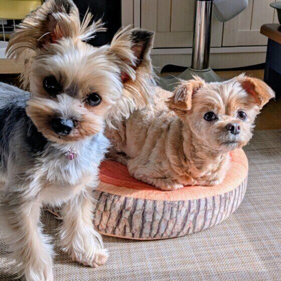 仲良く日向ぼっこ中のワンちゃんたち