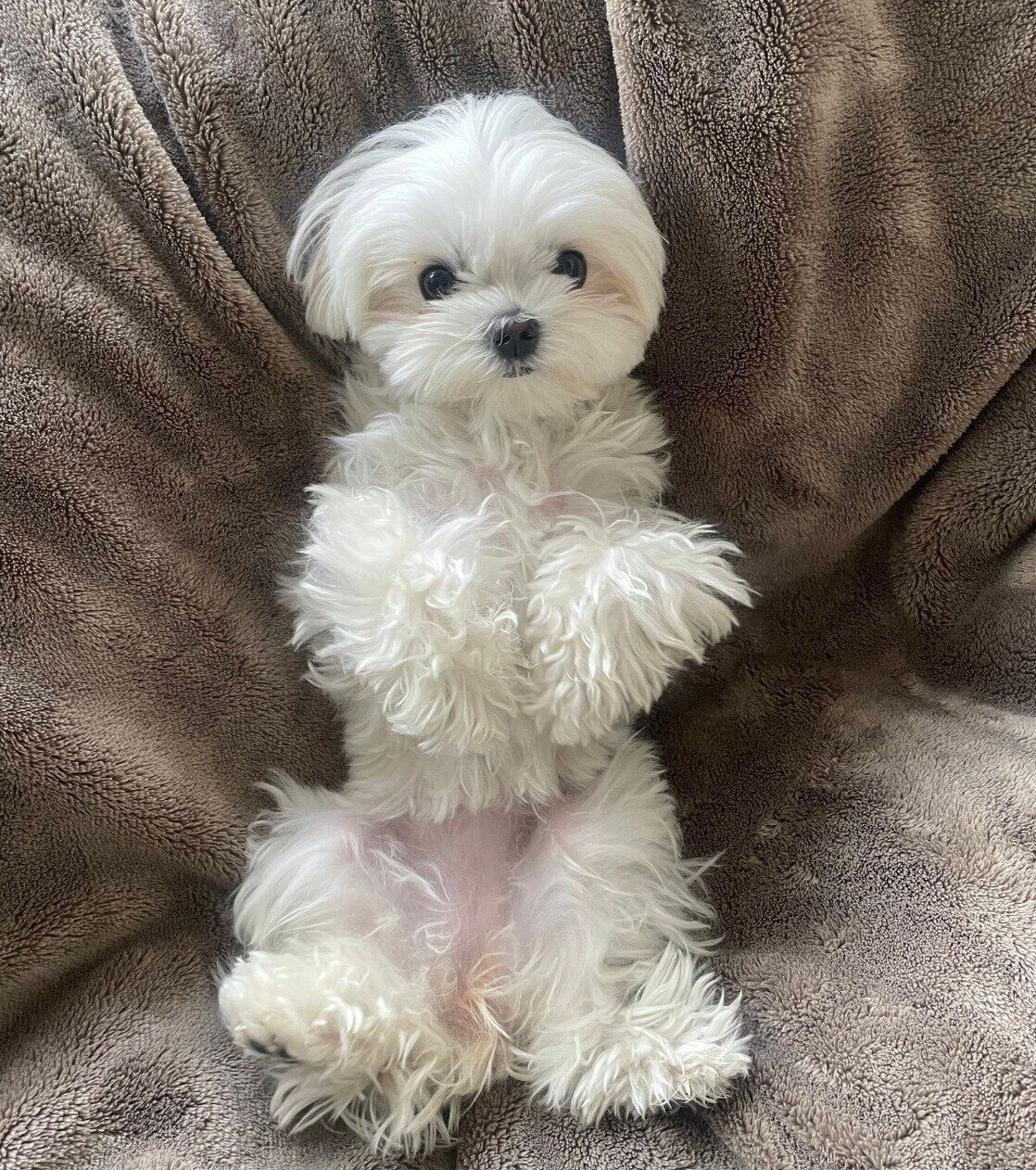 へそ天するもじゅちゃん