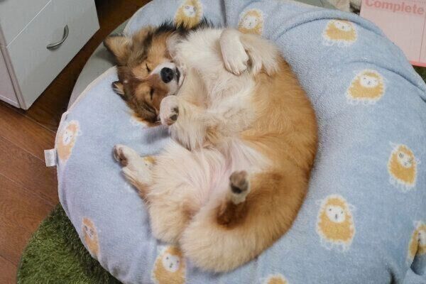 ヘソ天で気持ちよさそうに眠るうりちゃん