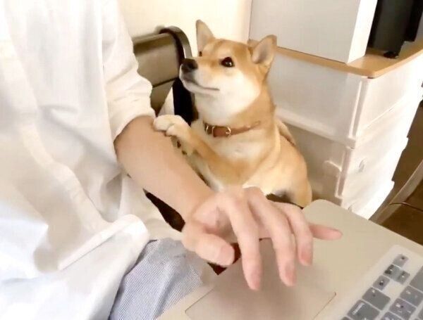 かまってアピールをするりんご郎くん