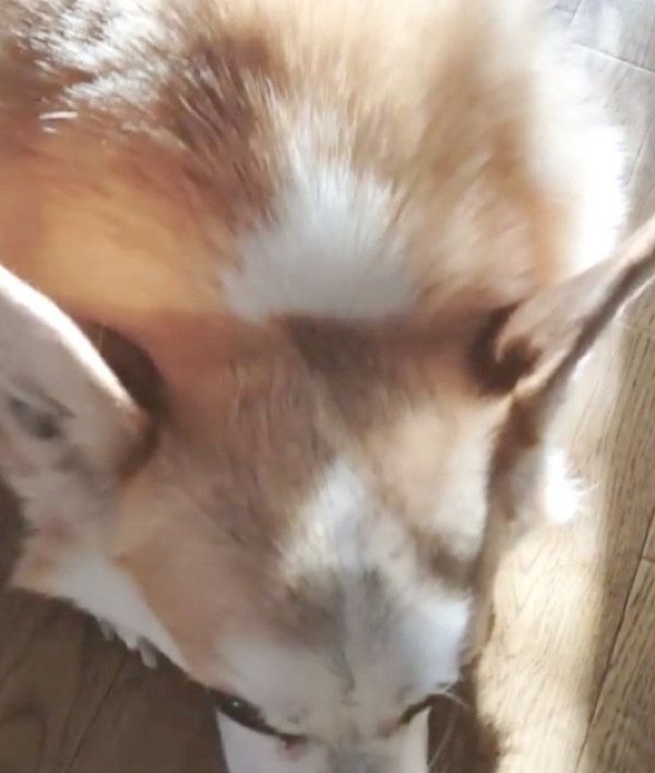 床で寝そべるコーギー