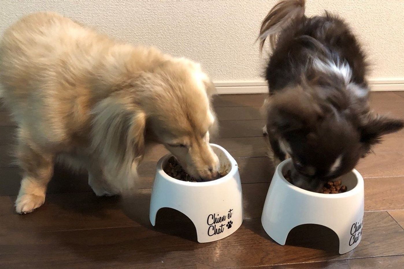飼い主も愛犬も大満足 100均セリアの フードボウル がスゴイ いぬのきもちweb Magazine 飼い主も愛犬も大満足 100均セリアの フードボウル がスゴイ いぬのきもちweb Magazine