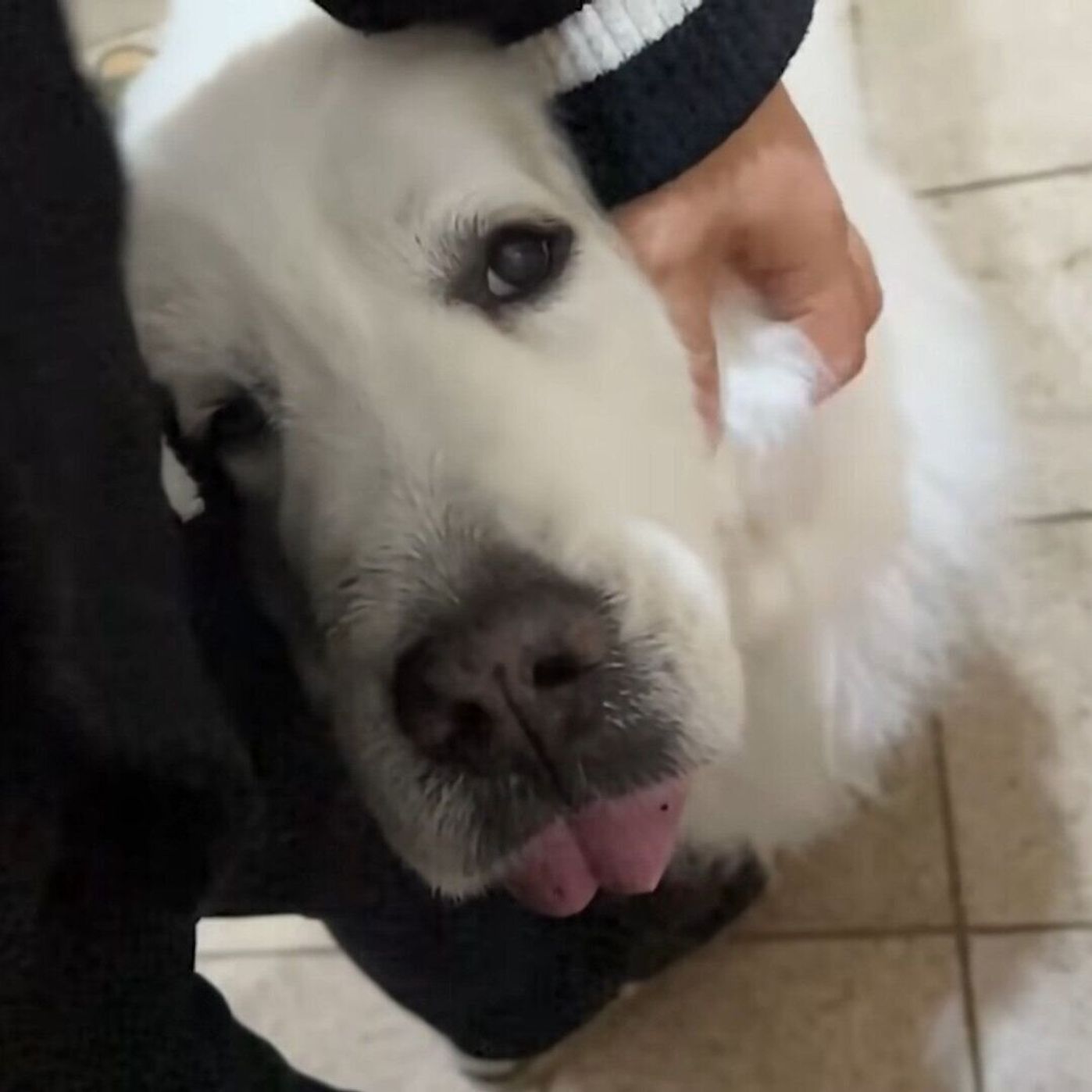 小悪魔対応もお手のもの 無視したり甘えたりで飼い主さんを翻弄する大型犬 いぬのきもちweb Magazine 小悪魔対応もお手のもの 無視したり甘えたりで飼い主さんを翻弄する大型犬 いぬのきもちweb Magazine