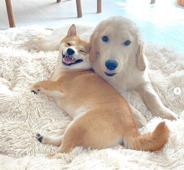 仲良しなうにくん、おからちゃん