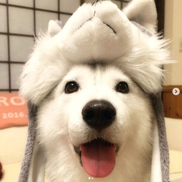 笑顔のいろはちゃん