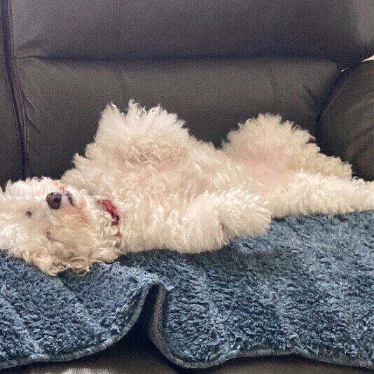 ビション・フリーゼのリコちゃん