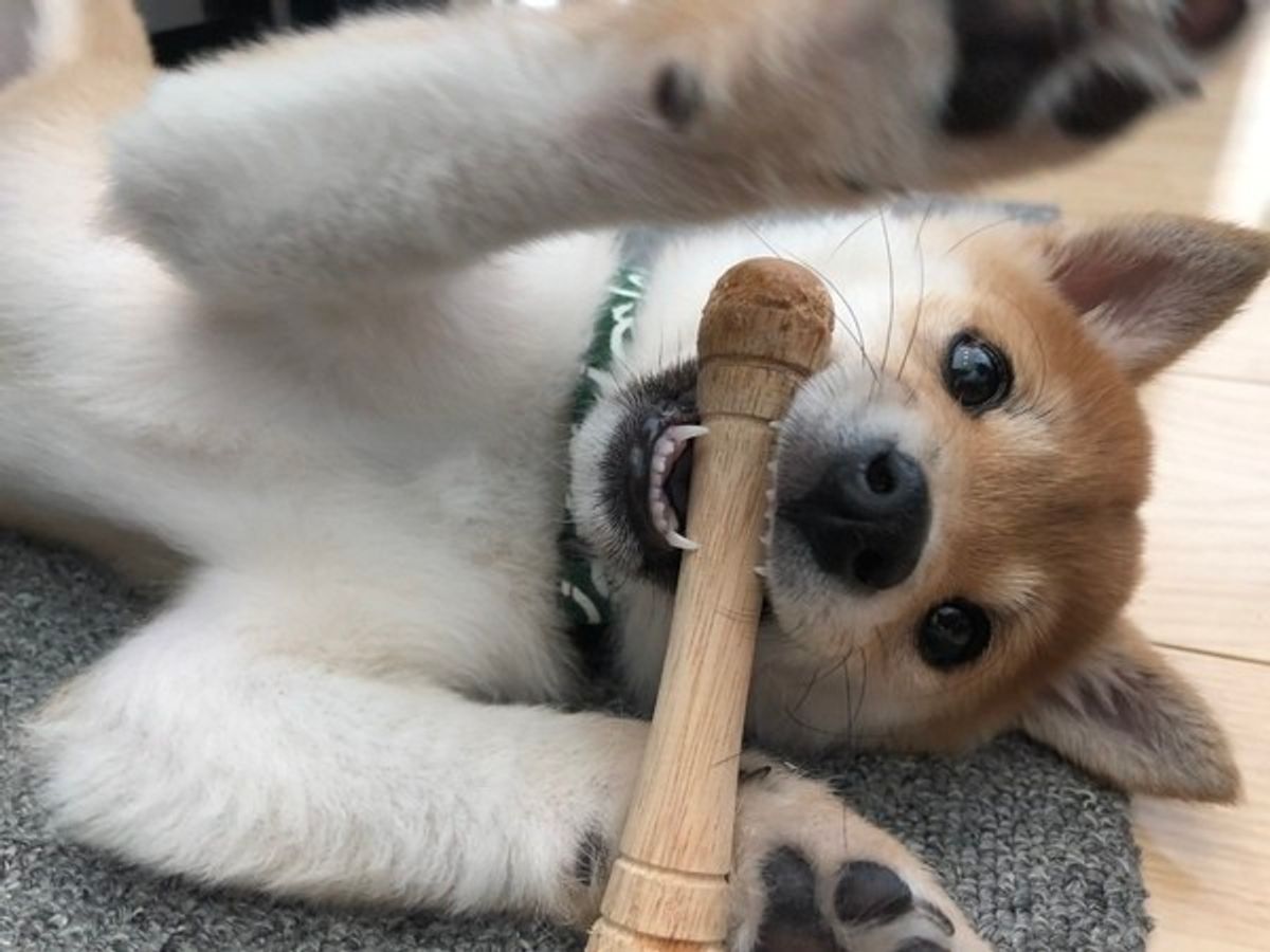 鳴き声で愛犬の本音が分かるかも シーン別に犬の気持ちを考えてみた いぬのきもちweb Magazine 鳴き声で愛犬の本音が分かるかも シーン別に犬の気持ちを考えてみた いぬのきもちweb Magazine