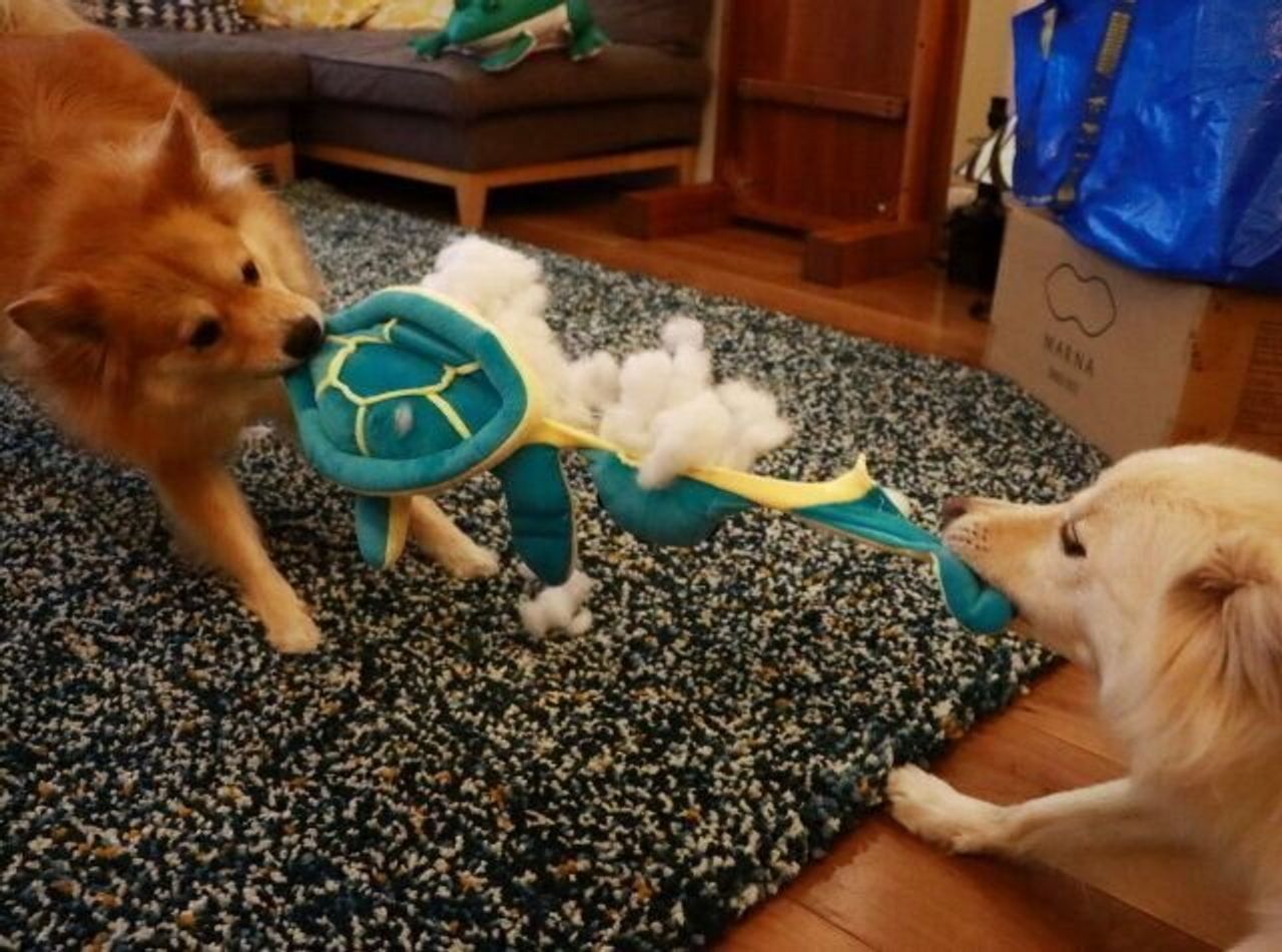 複数飼いだと精神年齢が若くなる 穴澤賢の犬のはなし いぬのきもちweb Magazine 複数飼いだと精神年齢が若くなる 穴澤賢の犬のはなし いぬのきもちweb Magazine