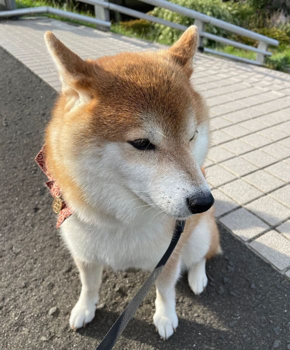 散歩中にお友達を待つハルちゃん