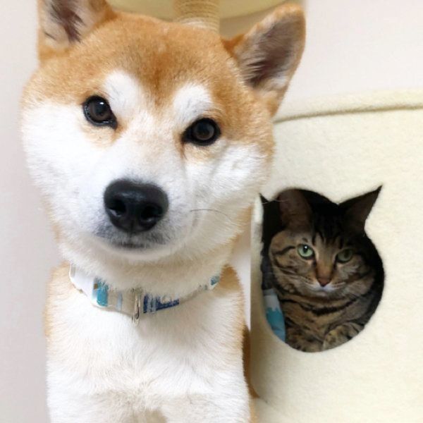 柴犬のゆうくん、猫のとろくん