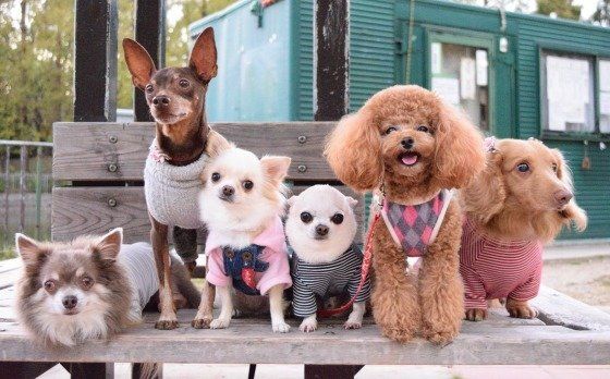 友達と遊ぶ犬