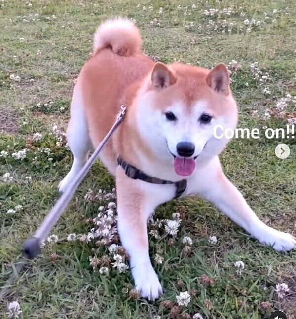 散歩を楽しむ福来くん