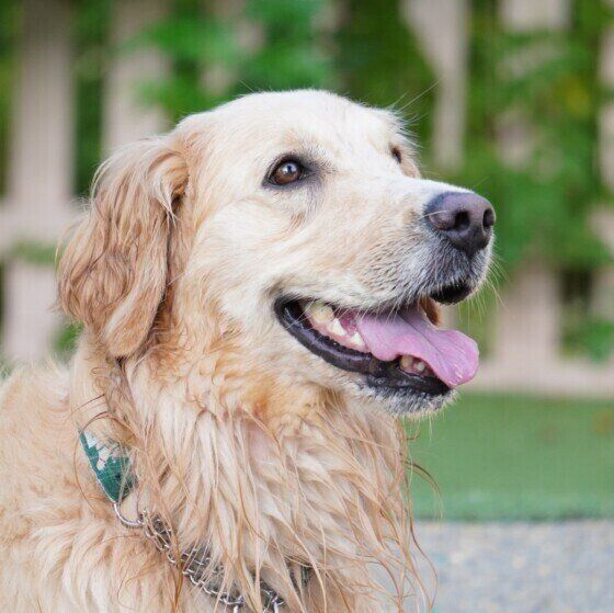 笑顔のゴールデン・レトリーバー