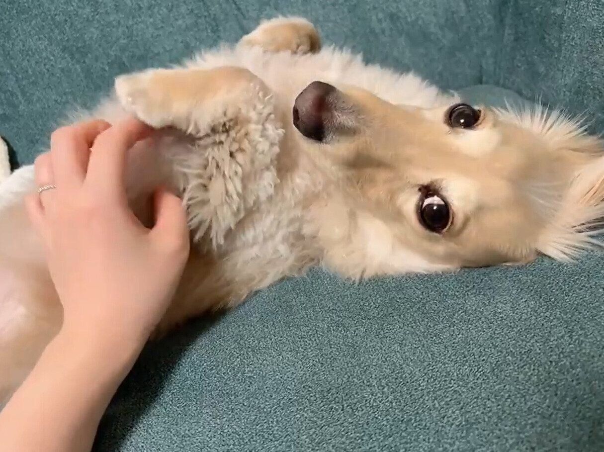 なでてもらうロイくん　飼い主さんは「本当に甘えん坊だなあ」と感じるのだとか