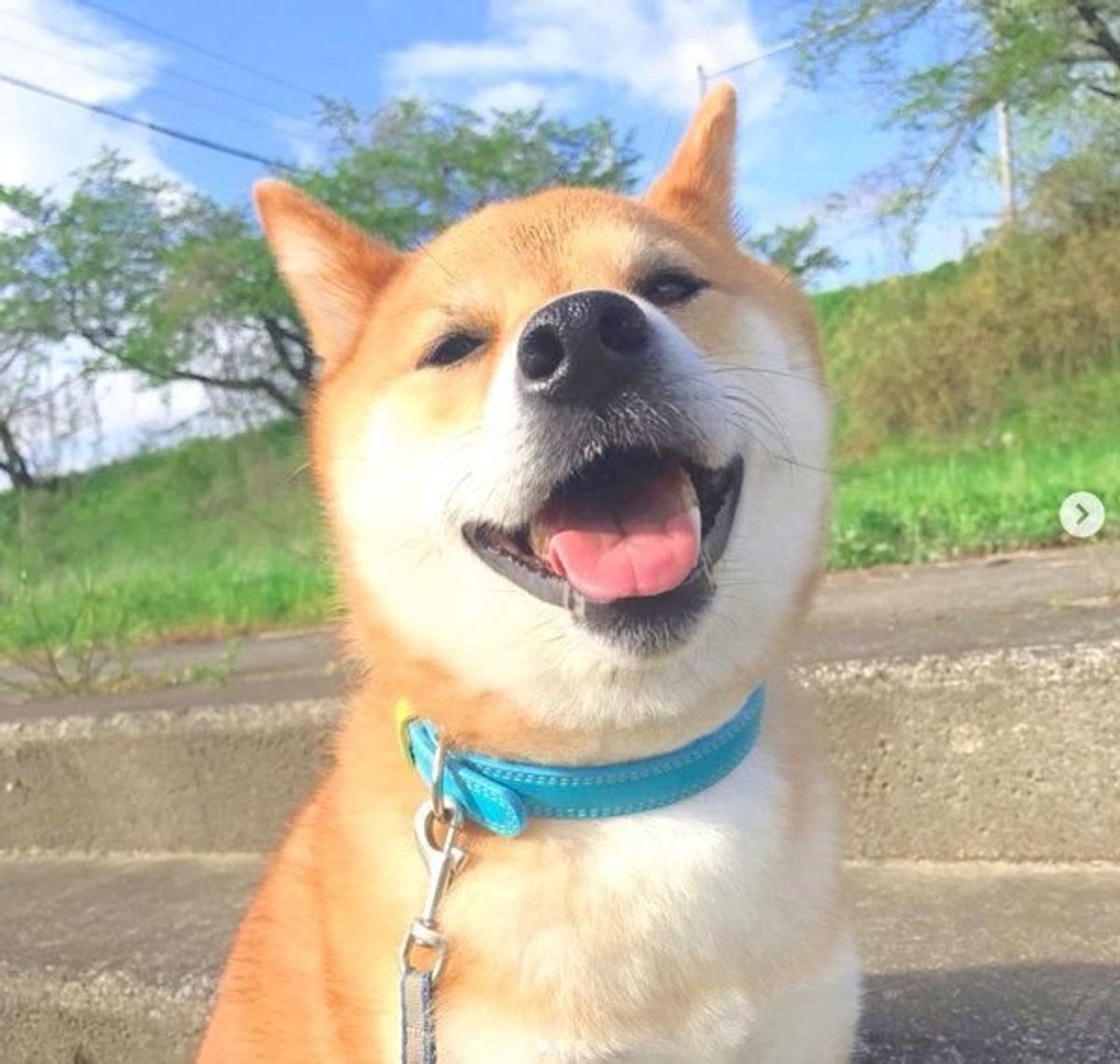 喋るぬいぐるみを置いてみたら ワンコがテンパる いぬのきもちweb Magazine 喋るぬいぐるみを置いてみたら ワンコがテンパる いぬのきもちweb Magazine
