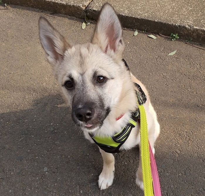 子犬時代のFELIXくん