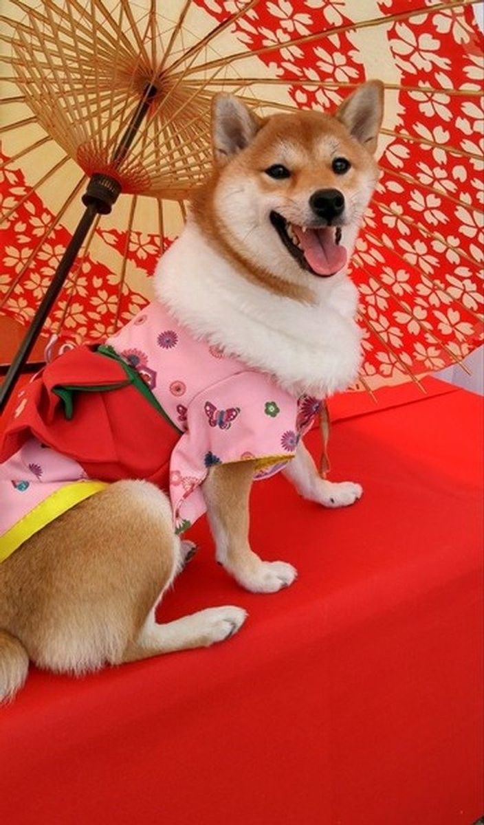 専門家が教える 柴犬との散歩 適度な距離や時間 距離の保ち方は いぬのきもちweb Magazine 専門家が教える 柴犬との散歩 適度な距離や時間 距離の保ち方は いぬのきもちweb Magazine