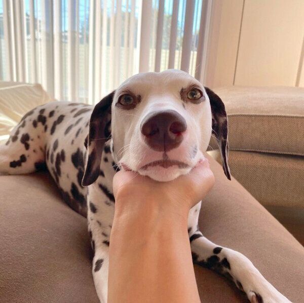 あご乗せするあずきちゃん