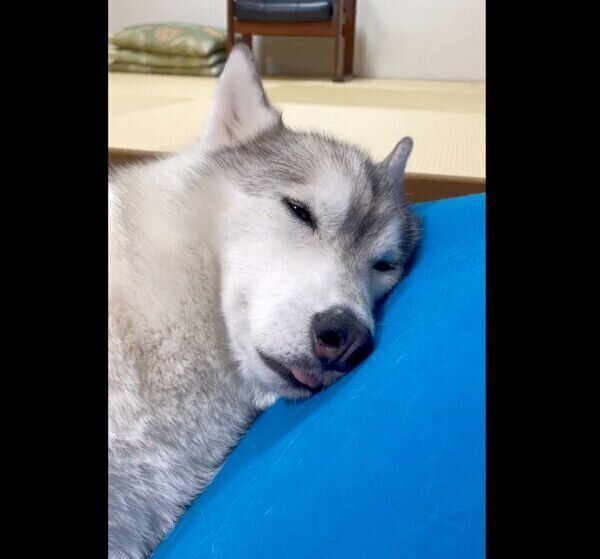 ぐっすり眠るユキちゃん