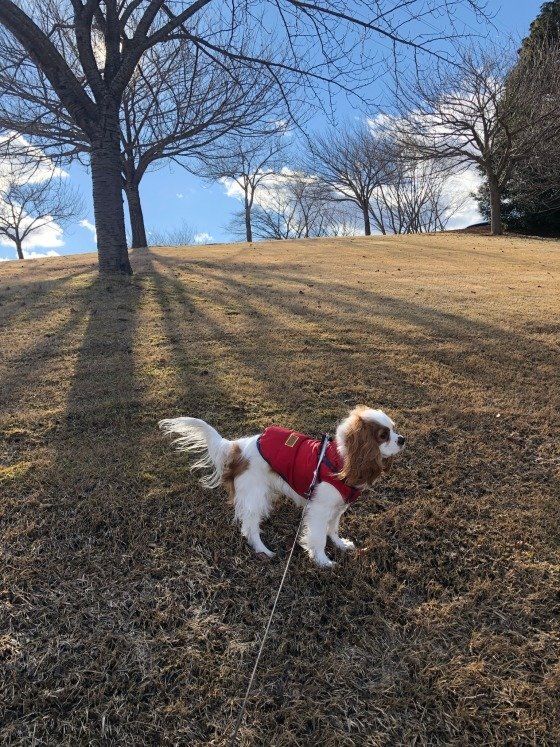犬のお世話 お散歩