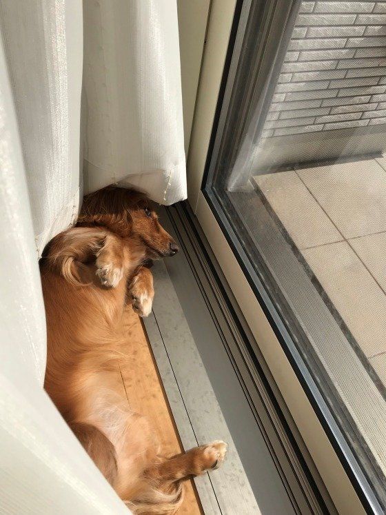 お腹を出して日向ぼっこ